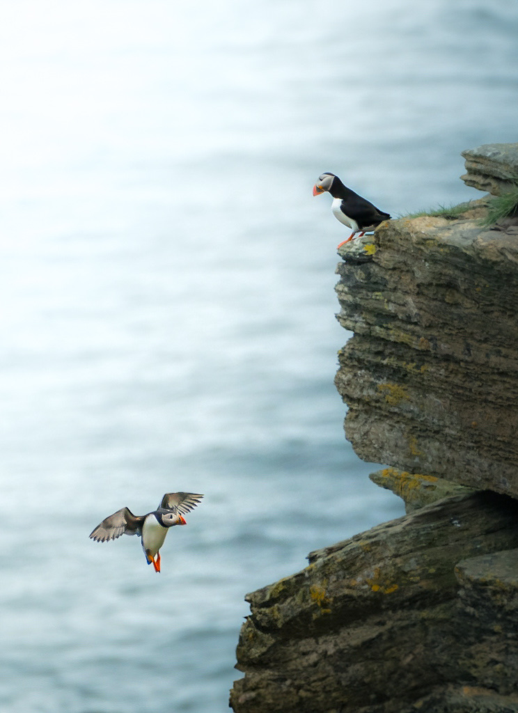 Puffin coming in to land beside another on a cliff, Farne Islands — photograph by Andrea Rubbi