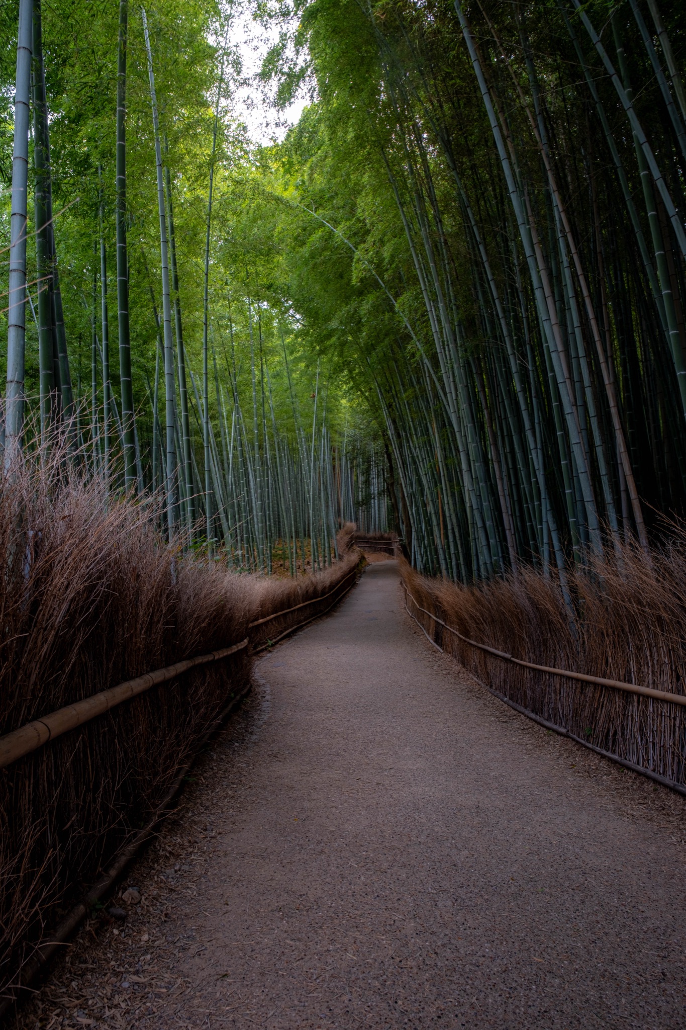 Bamboo path at Arashiyama, Kyoto — photograph by Andrea Rubbi