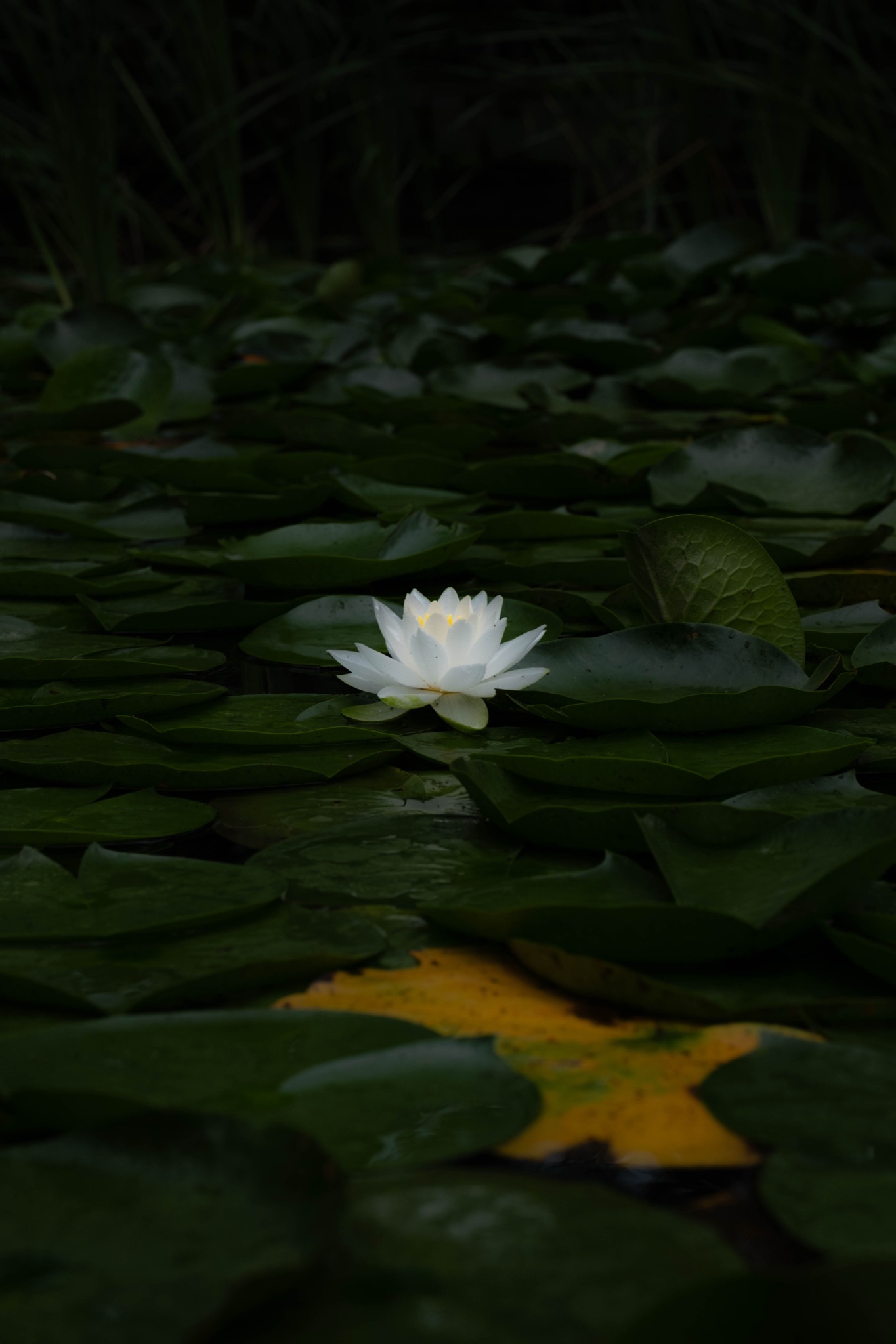 Nature photograph by Andrea Rubbi — 12 Jul 2026