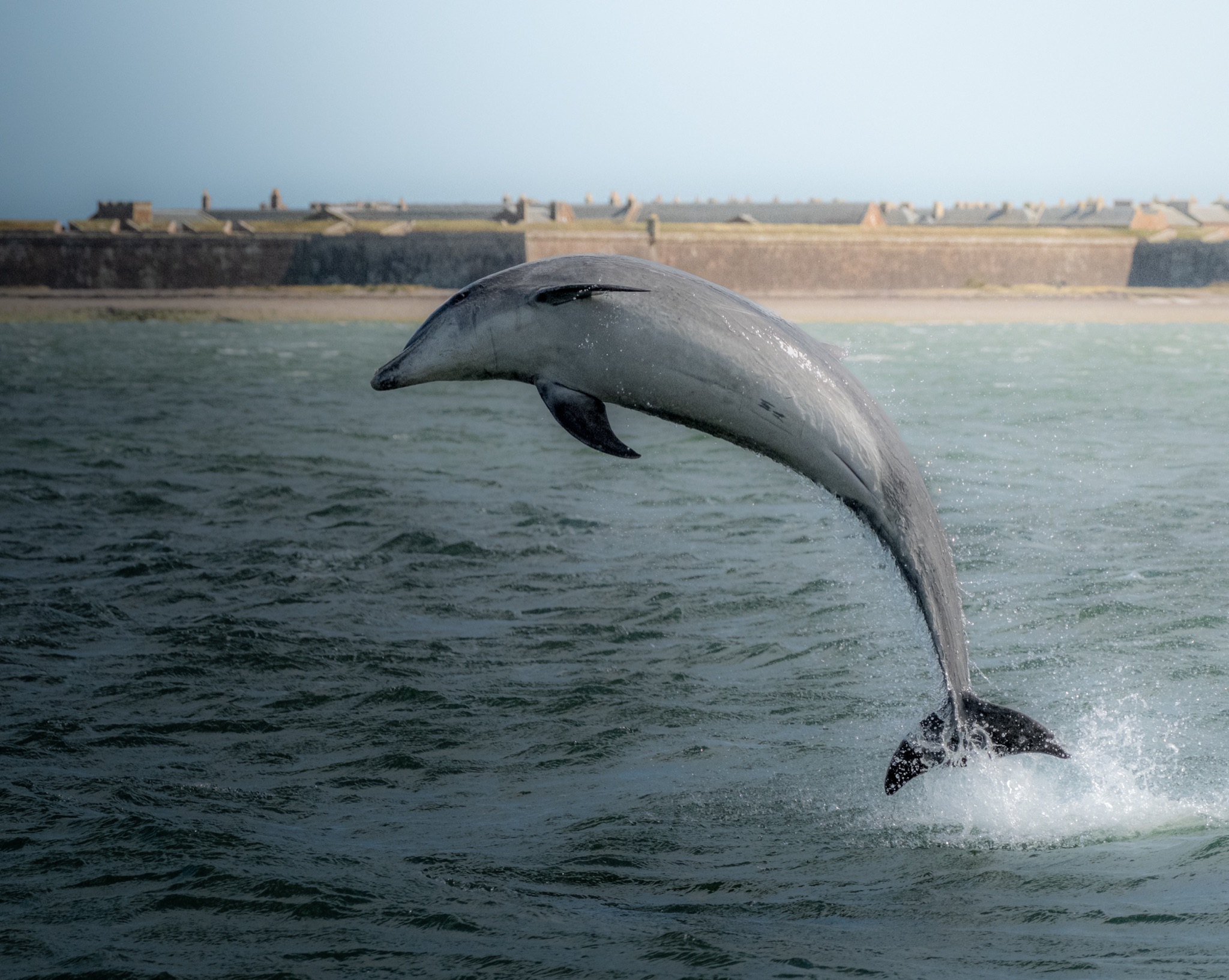 Bottlenose dolphin breaching clear of the sea — photograph by Andrea Rubbi